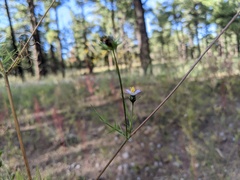 Cosmos parviflorus