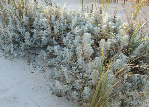 Artemisia stelleriana iNat (1)