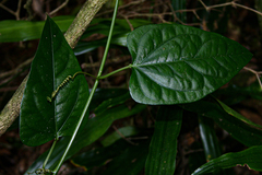 Adenia lobata subsp. rumicifolia image
