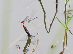 Pseudagrion massaicum