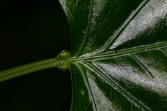 Adenia lobata subsp. rumicifolia image