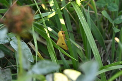 Diacrisia sannio