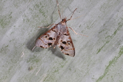 Azochis