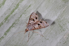 Azochis