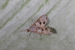 Azochis
