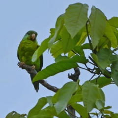 Brotogeris jugularis