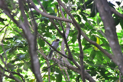 Hemixos castanonotus