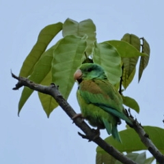 Brotogeris jugularis