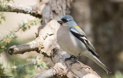 Fringilla coelebs africana