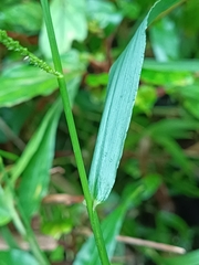 Paspalum paniculatum