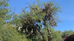 Prosopis laevigata