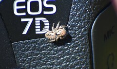 Habronattus coecatus