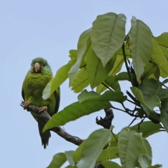 Brotogeris jugularis