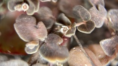 Euphorbia amplexicaulis