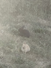 Oryctolagus cuniculus domesticus