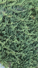 Juniperus horizontalis