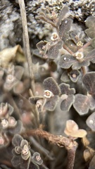 Euphorbia amplexicaulis