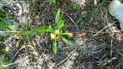 Eulophia maculata