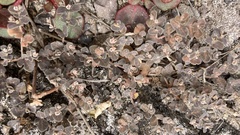 Euphorbia amplexicaulis