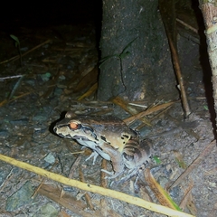 Leptodactylus savagei