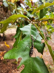 Stagmomantis carolina