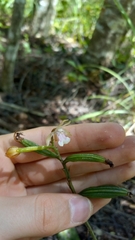 Eulophia maculata