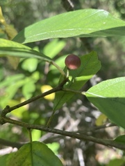 Frangula caroliniana