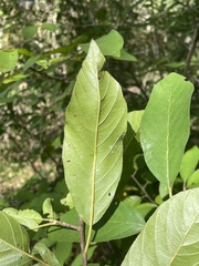 Frangula caroliniana