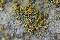 Intralichen christiansenii