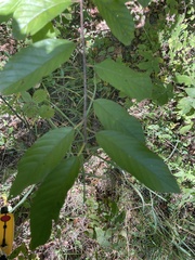 Frangula caroliniana