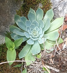 Echeveria simulans