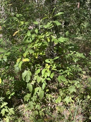 Frangula caroliniana
