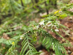Taxodiomyia cupressi