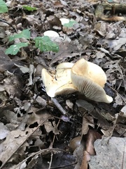 Hydnum repandum