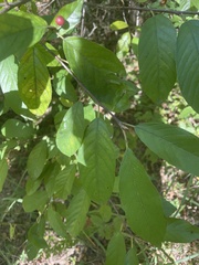 Frangula caroliniana