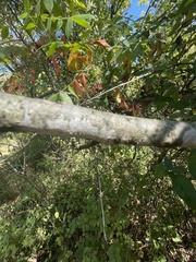 Frangula caroliniana