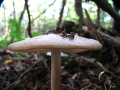 Oudemansiella radicata