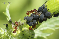 Myrmica
