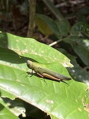 Copiocera