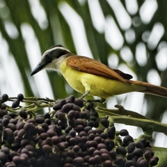 Pitangus sulphuratus