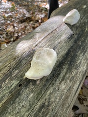 Tyromyces galactinus