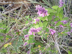 Salvia variana