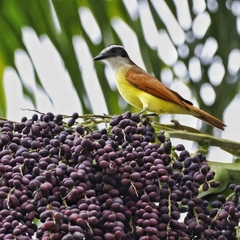 Pitangus sulphuratus