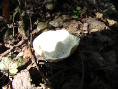 Russula virescens