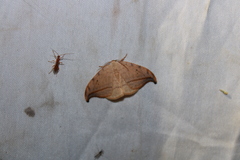Drepana arcuata