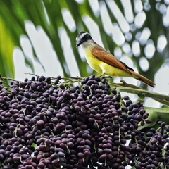 Pitangus sulphuratus