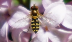 Toxomerus vertebratus