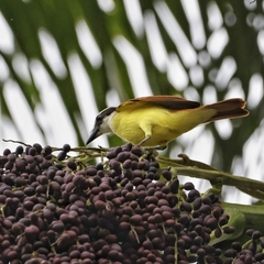 Pitangus sulphuratus