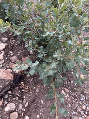Quercus × undulata