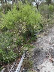 Stylidium laricifolium